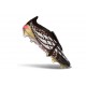 adidas Predator 26 Elite Fold-over Tongue FG Nero Bianco Oro
